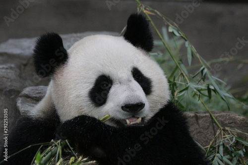 Sweet face of Female Panda in Shanghai, China