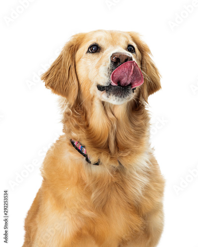 Φωτογραφία Excited Hungry Golden Retriever Dog Closeup