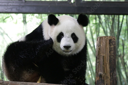Fototapeta Naklejka Na Ścianę i Meble -  Funny Pose of Giant Panda , Shanghai, China