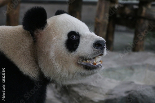 Funny Pose of Female Panda in Shanghai, China