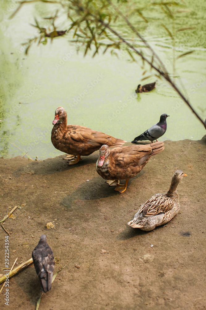 Fototapeta premium Wild life image with brown ducks and pigeons on shore of green pond in selective focus.