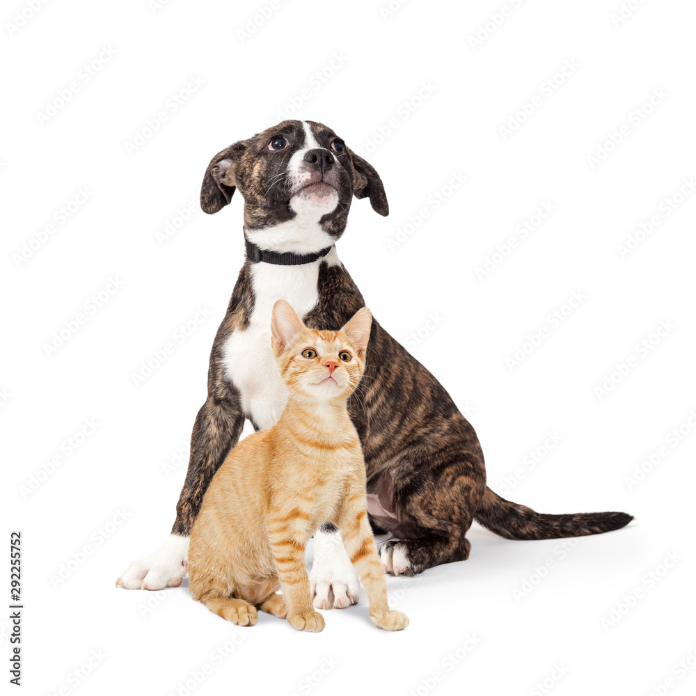 Puppy and Kitten Sitting Together Looking Up on White