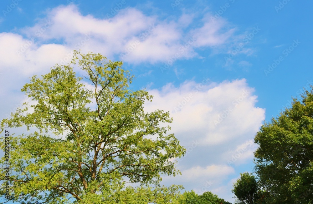 風景 空 緑 秋 杤木 日本 風景 空 緑 秋 杤木 日本