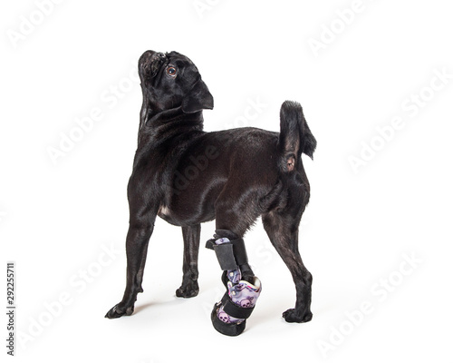 Pug Dog With Injured Back Paw