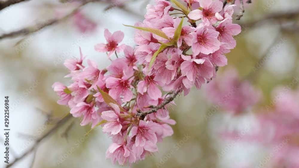 Beautiful Wild Himalayan Cherry Blossoms (Prunus cerasoides) in Thailand, Pink flowers of Sakura on the high mountains , selective focus Beautiful Wild Himalayan Cherry Blossoms (Prunus cerasoides) in Thailand, Pink flowers of Sakura on the high mountains , selective focus