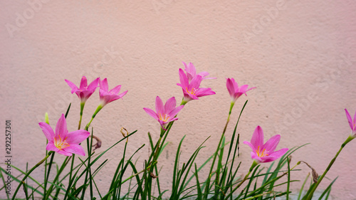 Blooming purple flowers Pink background