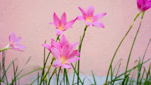Blooming purple flowers Pink background
