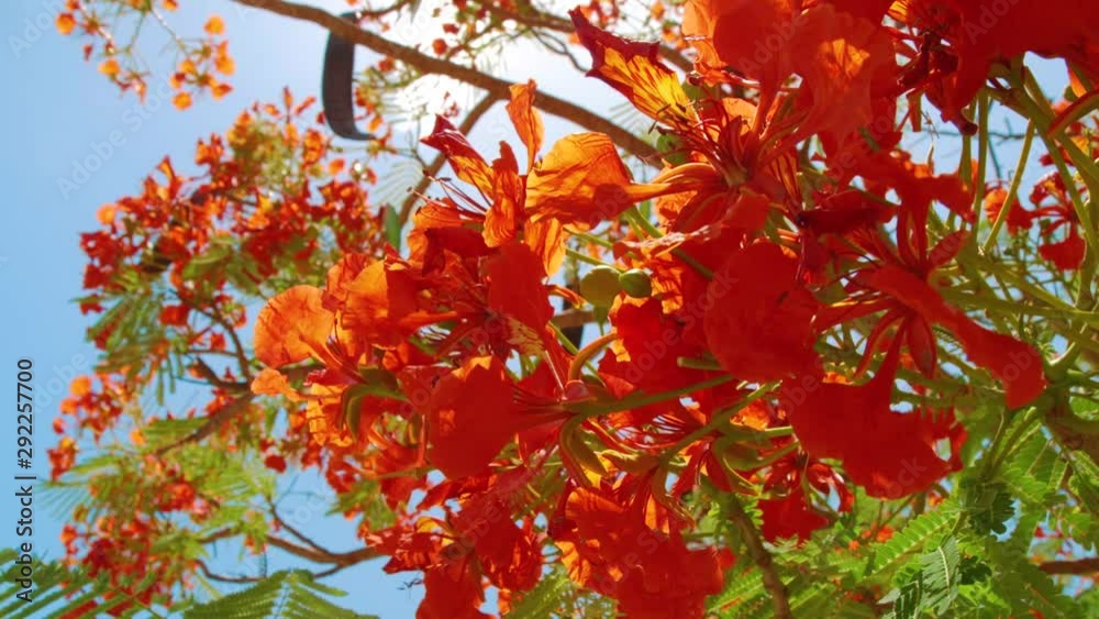 Close up of Red Orange exotic flamboyant flower in Curacao sunshine Close up of Red Orange exotic flamboyant flower in Curacao sunshine