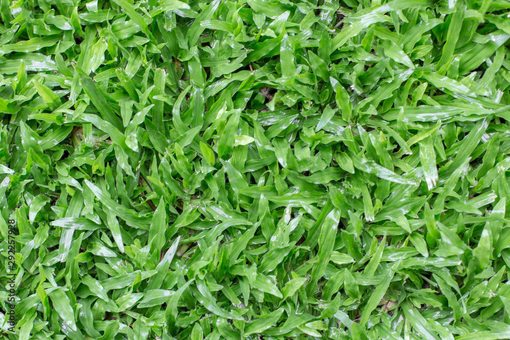 Close up of Top view of lawn texture background Close up of Top view of lawn texture background