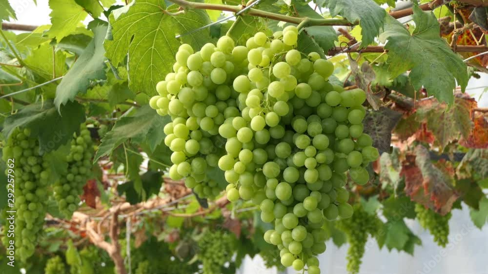 bunch of grapes on the vine with green leaves bunch of grapes on the vine with green leaves