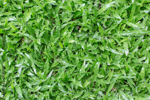 Close up of Top view of lawn  texture background