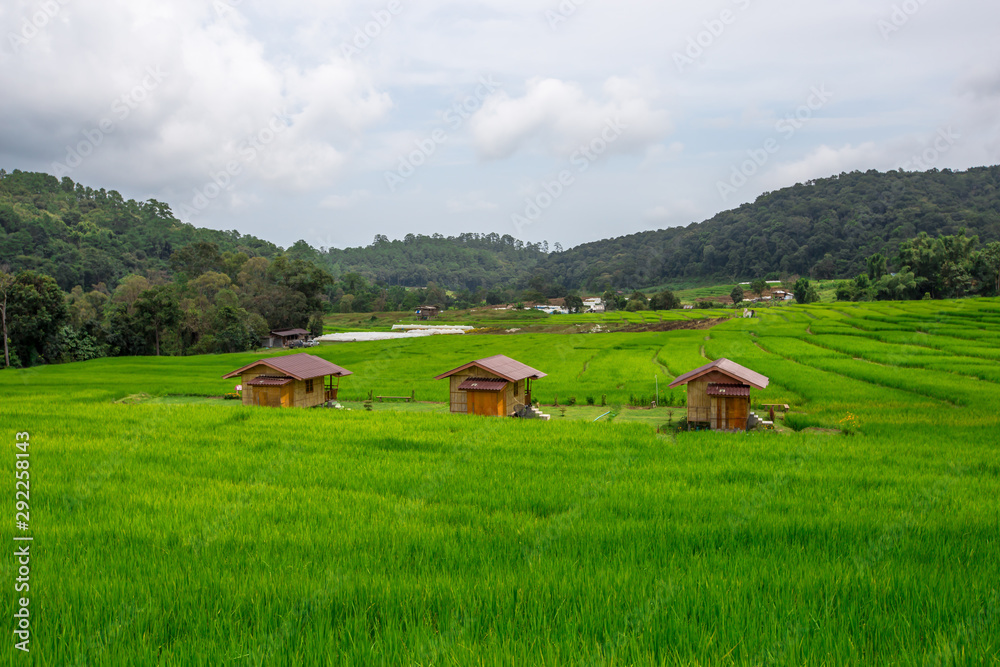 Fototapeta premium Close-up nature background of green fields, atmosphere surrounded by trees, mountains, clear sky, blurred winds, cool weather during adventurous travel