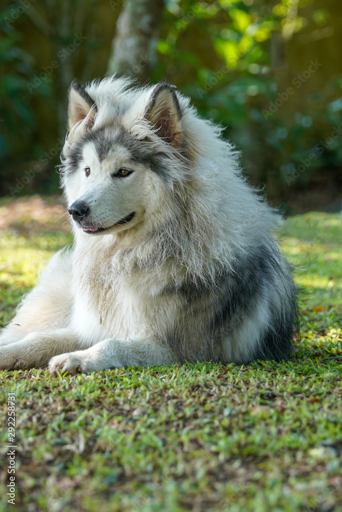 a grey white Alaskan malamute dog sitting on green grass