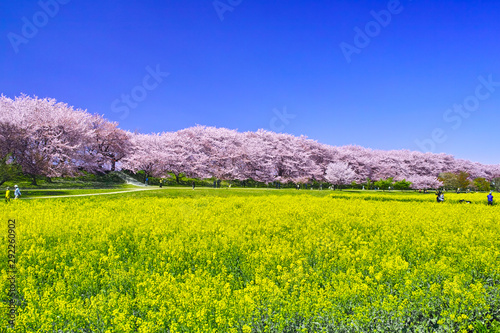 埼玉県幸手市の満開の桜が咲く幸手権現堂堤の景色