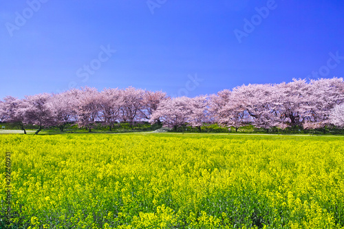 埼玉県幸手市の満開の桜が咲く幸手権現堂堤の景色
