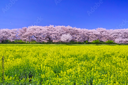 埼玉県幸手市の満開の桜が咲く幸手権現堂堤の景色
