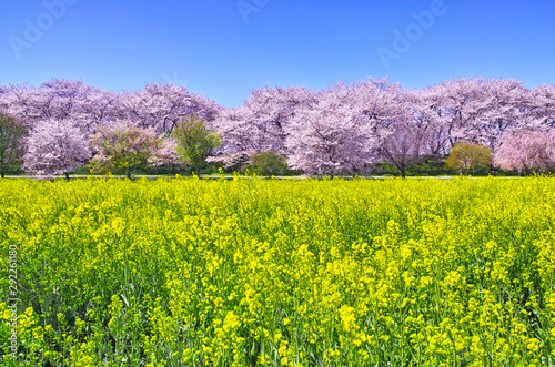 埼玉県幸手市の満開の桜が咲く幸手権現堂堤の景色