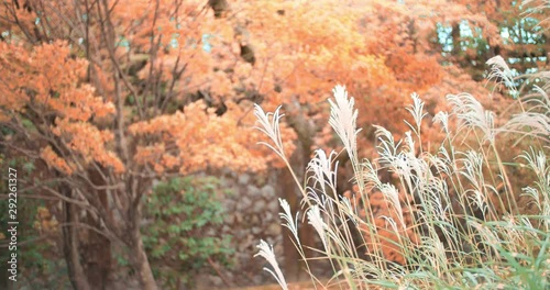 Beautiful Orange autumn leaves and grass blowing in the wind in Kyoto, Japan soft lighting photo