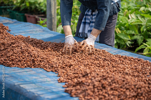 Cocoa beans, or cacao beans being dried on a drying platform after being fermented photo