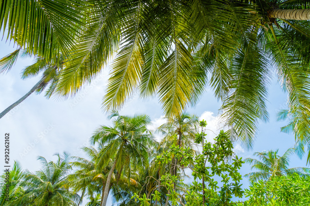 Fototapeta premium Beach summer vacation holidays background with coconut palm tree
