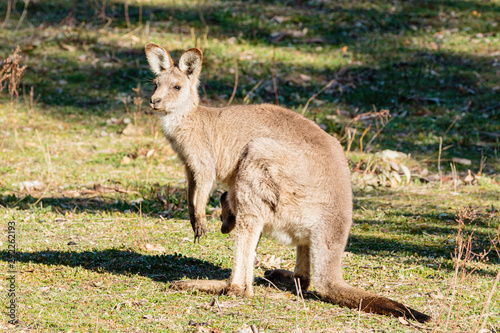 Eastern Grey Kangaroo with a joey