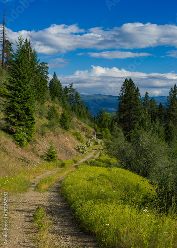 Hiking trail in a hillside amongst evergreen trees with blue sky and white clouds above