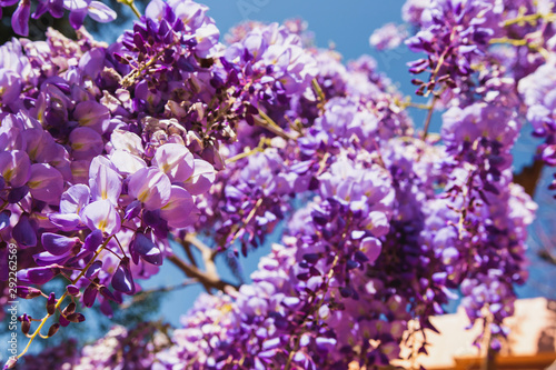 lavender flowers background