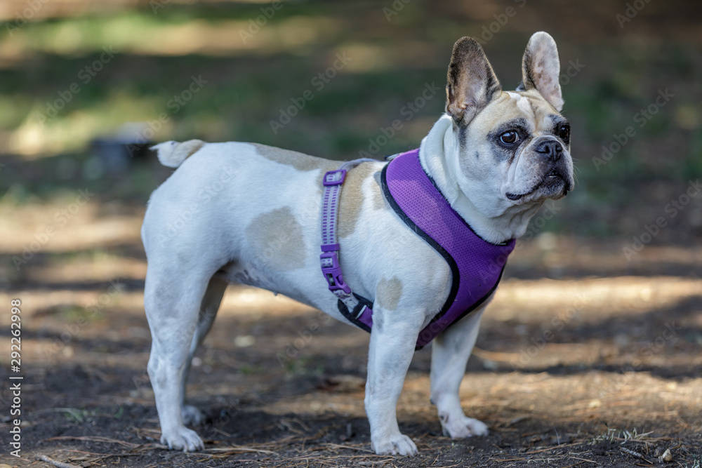 Curious Pied Female Frenchie. Off-leash Dog Park in Northern California.