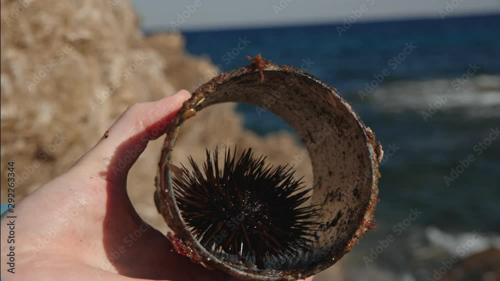 Holding a mediterranean seaurchin inside a tube Holding a mediterranean seaurchin inside a tube