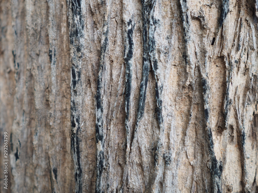 Obraz premium OLYMPUS DIGITAL CAMERA