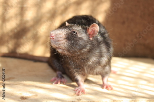 A gray rat stands on a wooden floor. Pest control.
