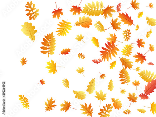 Oak, maple, wild ash rowan leaves vector, autumn foliage on white background.