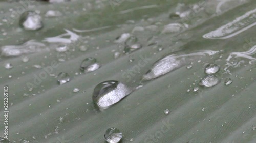 Natural water droplets flowing on leaves