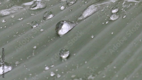 Natural water droplets flowing on leaves