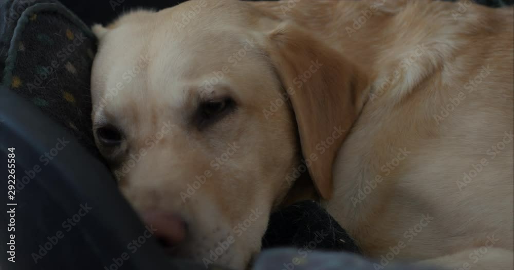 Cute Golden Labrador adult dog tired and resting at home, close up. Cute Golden Labrador adult dog tired and resting at home, close up.