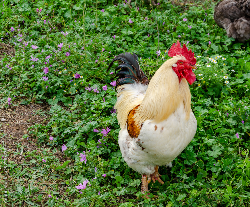 Fototapeta premium Rooster summer in village among green grass.