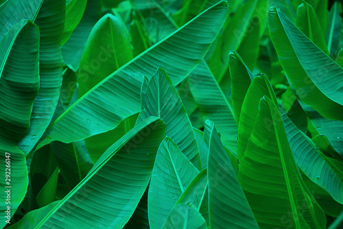 tropical banana leaf texture, large palm foliage nature dark green background