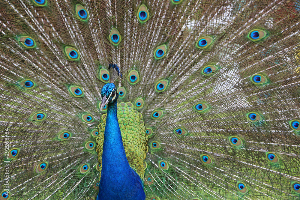 Naklejka premium Peacock's head on feathers background