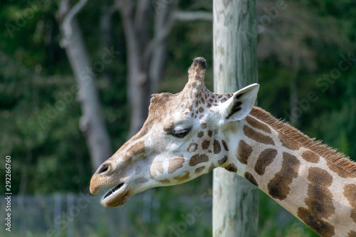 Photography portrait of giraffe