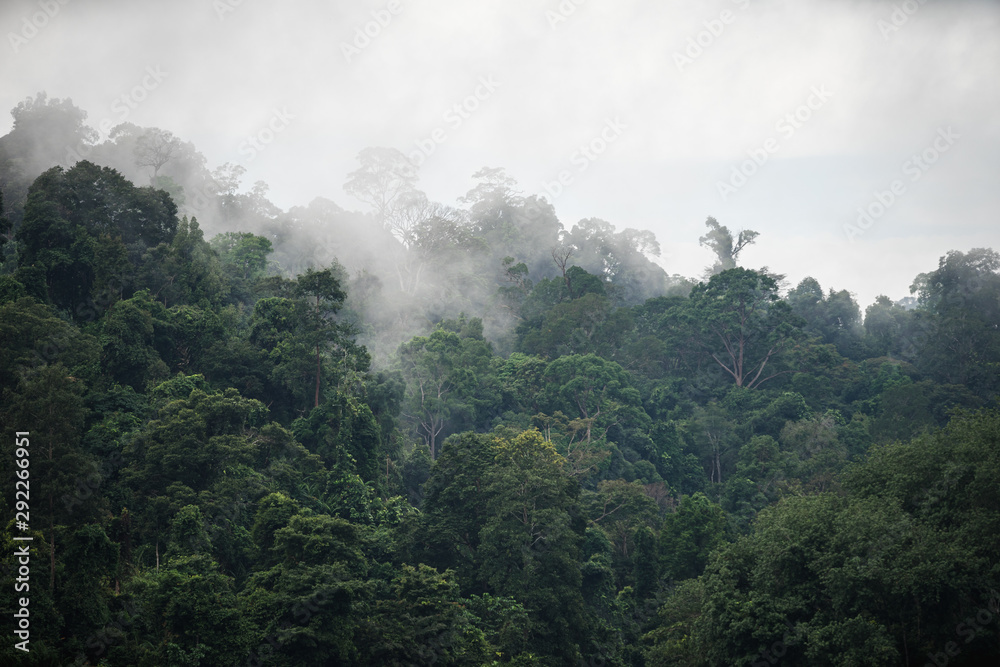 The Trees with fog after raining on the hill in tropical rain forest of Hala Bala wildlife sanctuary. Yala, Thailand.