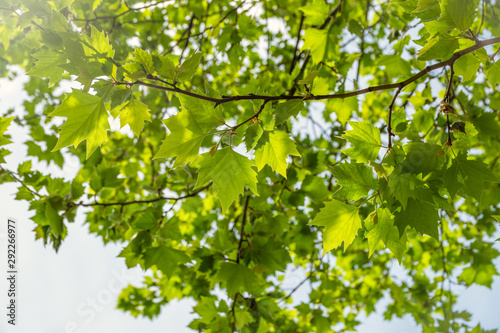 Branches of maple with green leaves