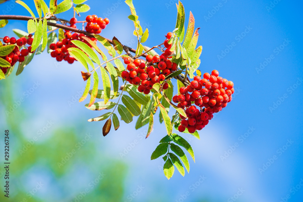 Rowan tree branch with red berries in the autumn Rowan tree branch with red berries in the autumn