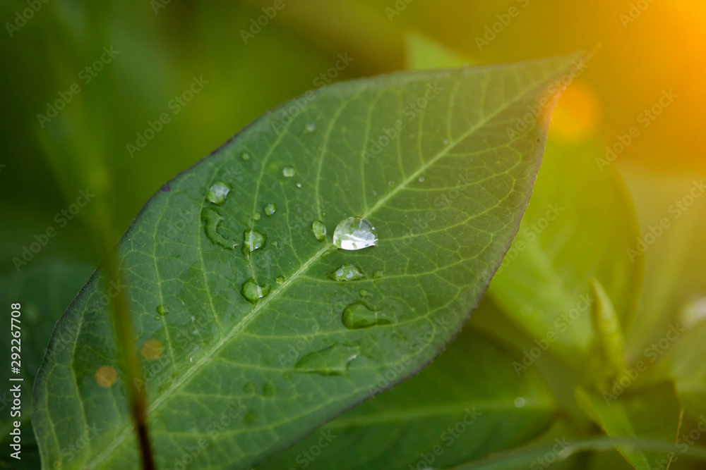 Scenery of leaves with dew after rain and nature images Scenery of leaves with dew after rain and nature images