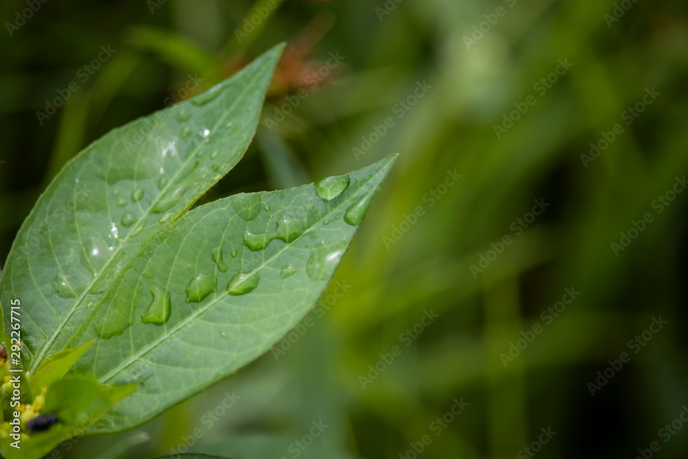 Scenery of leaves with dew after rain and nature images Scenery of leaves with dew after rain and nature images
