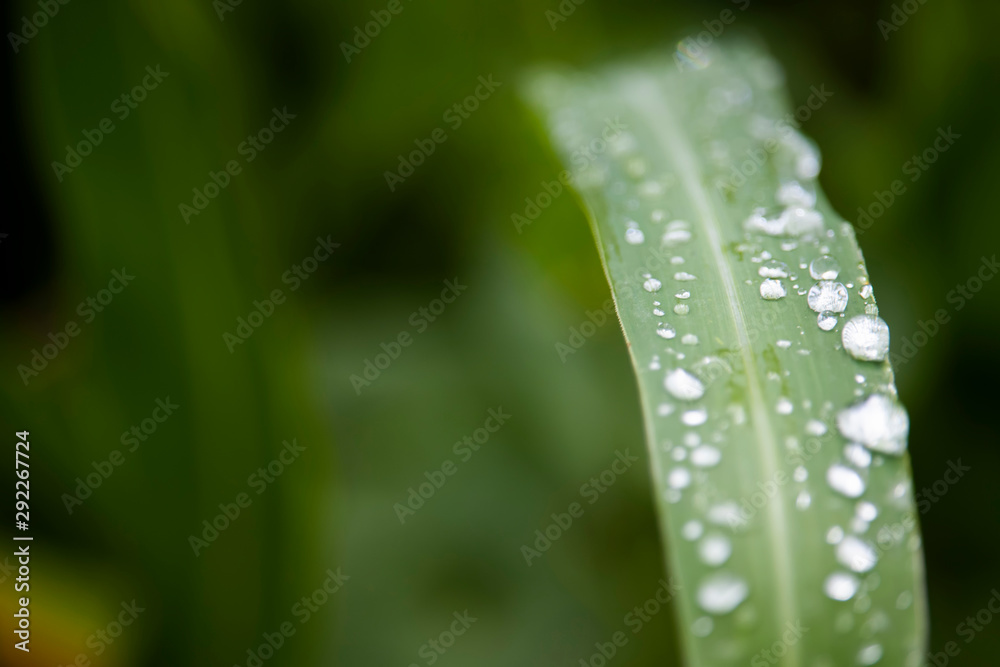 Scenery of leaves with dew after rain and nature images Scenery of leaves with dew after rain and nature images