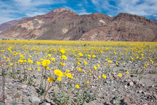 desert superb loom in death valley with blue sky and mountain in background in Death Valley National Park, California