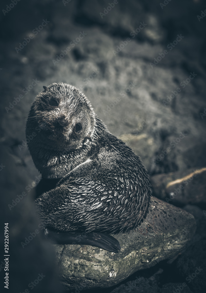Obraz premium Sea Lion on a rock, new zealand