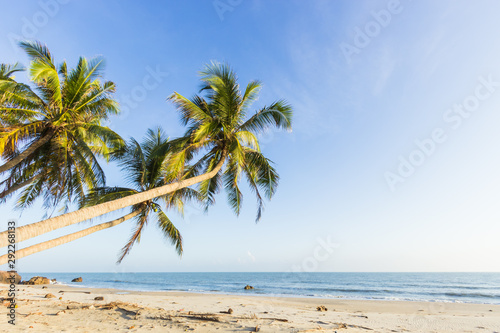 palm tree on the beach © Nature Peaceful 