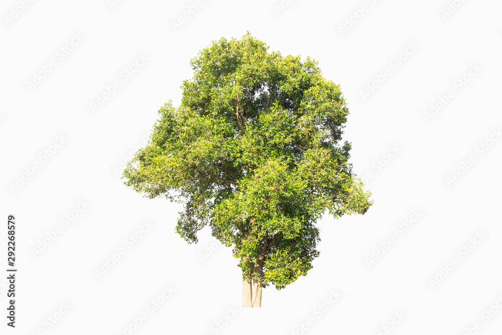 isolated green tree on white background isolated green tree on white background