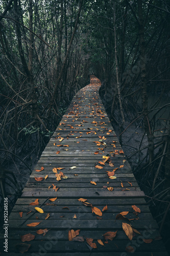 Wooden walk way in mangrove...